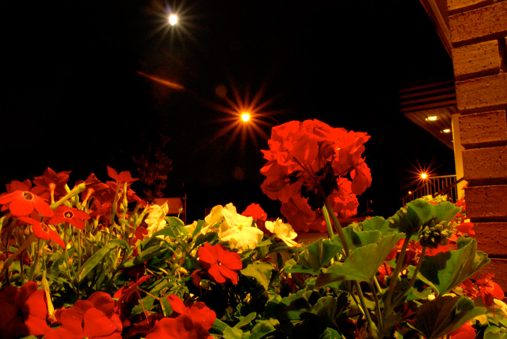 Night Flowers Beautiful flowers with the moon light and st… Flickr