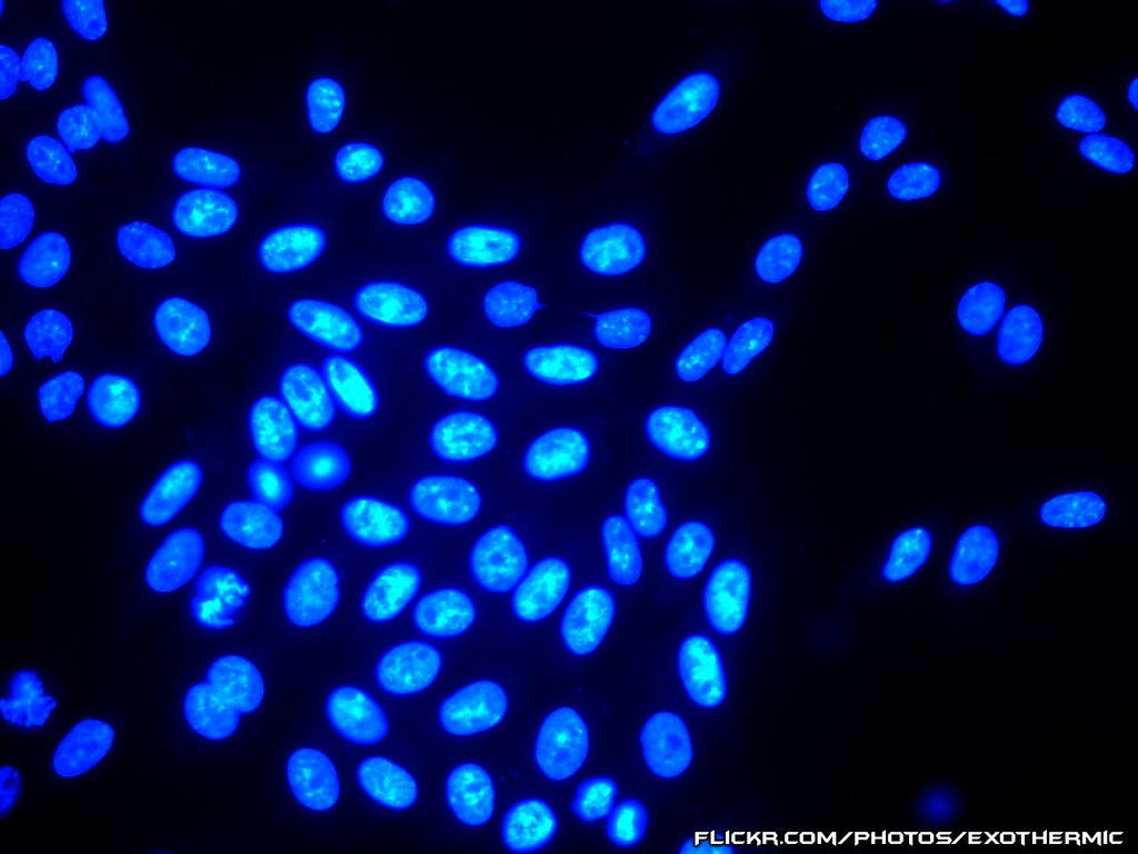 Flickriver Photoset 'Cell & Molecular Biology' by Exothermic