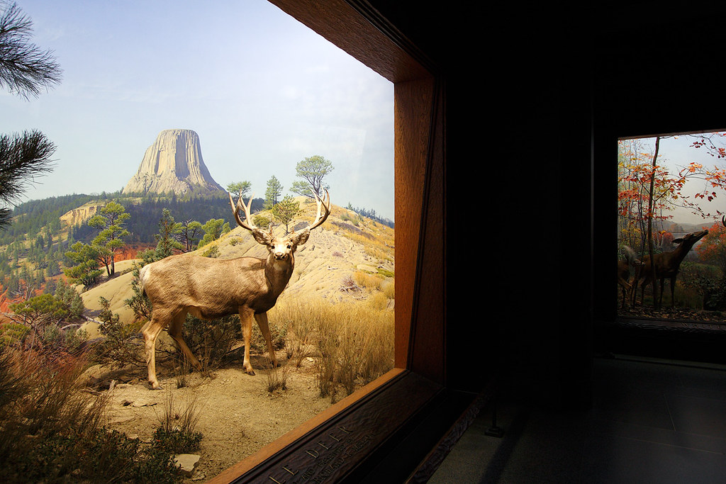 Diorama at the Museum of Natural History, New York Flickr