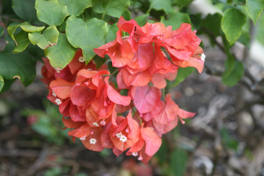 "Kokonoe vine" (Bougainvillea) Bougainvillea are relativel… Flickr