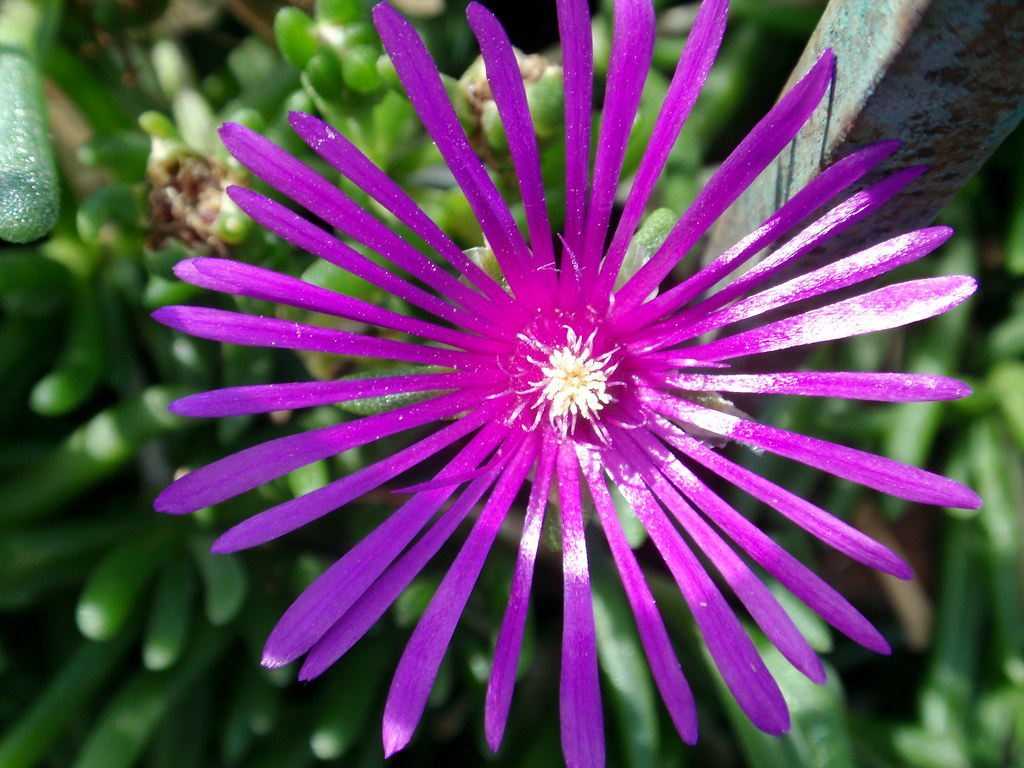 Flower Santa Fe, NM poorpaddy Flickr