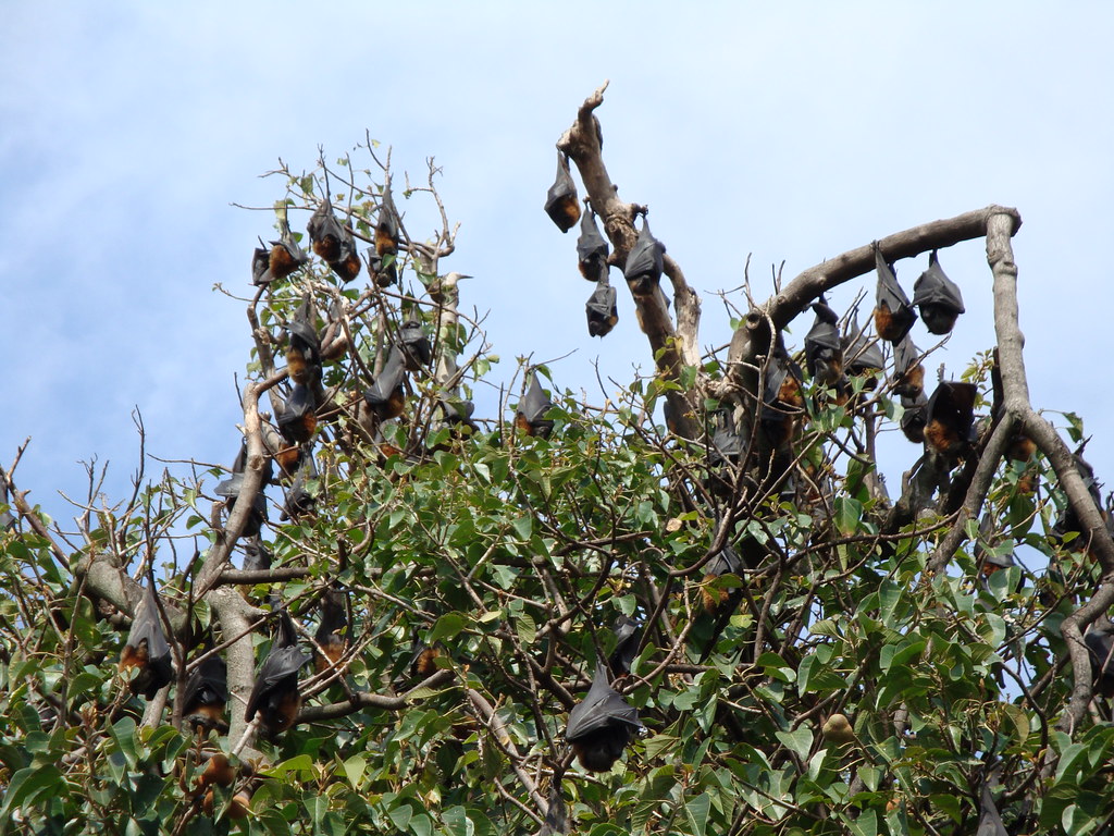 Fruit bats!! Taken at the Royal Botanic Gardens, Sydney. Chris Freeland Flickr