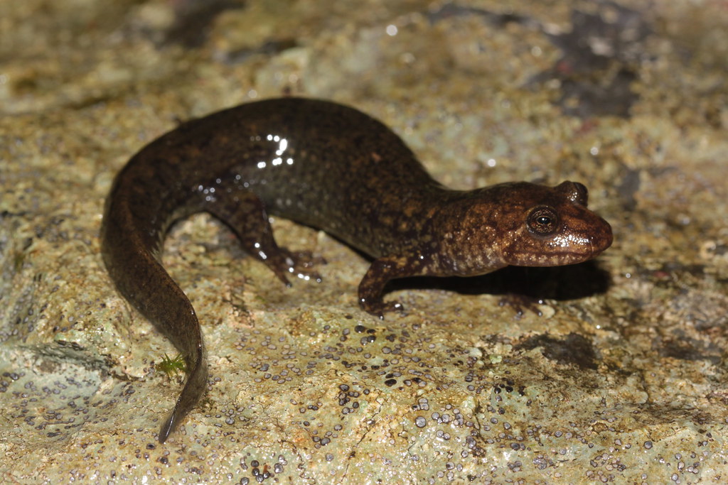 Desmognathus quadramaculatus blackbellied salamander VA … Flickr