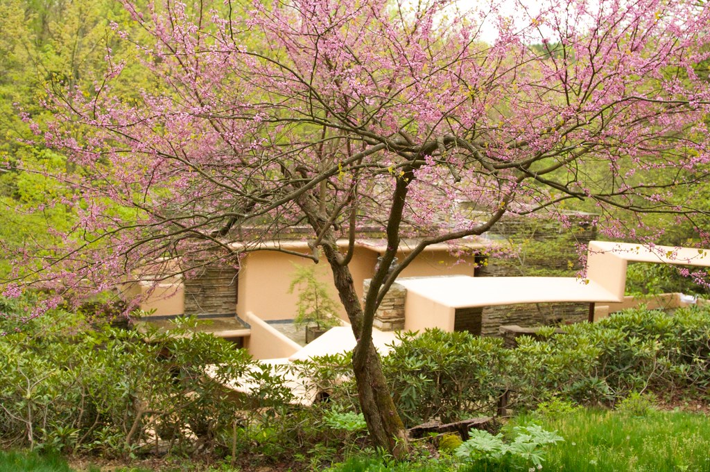 exoak tree The tour guide explains that the reason why th… Flickr