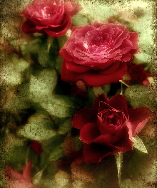 The rose family The rose is a rose, And was always a rose.… Flickr