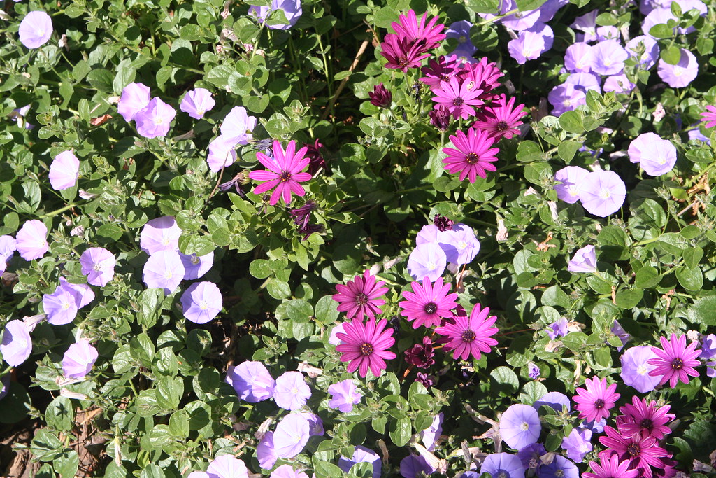 Alan Ackins african daisy ground cover