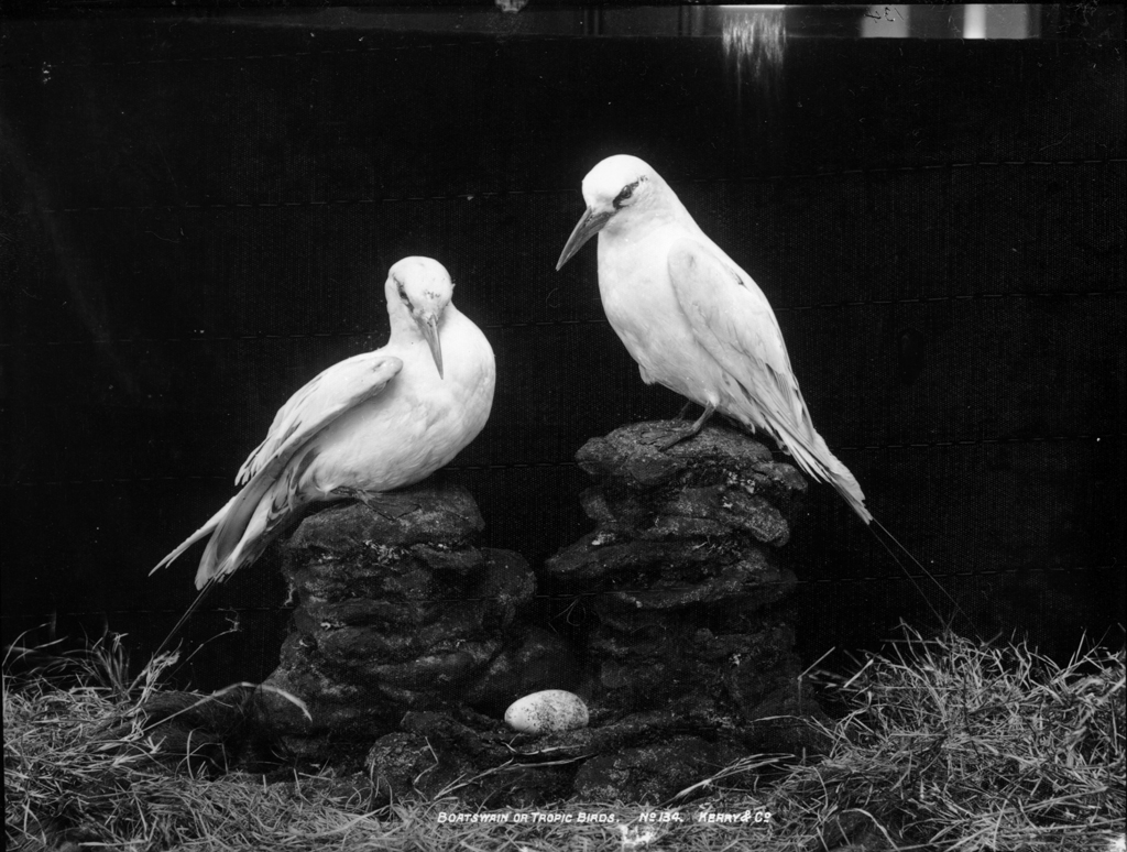 Boatswain or tropic birds Format Glass plate negative. Ri… Flickr