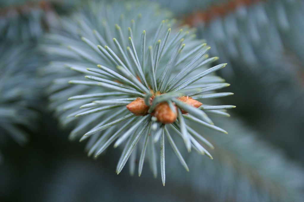 Blue Spruce Needles annwin Flickr