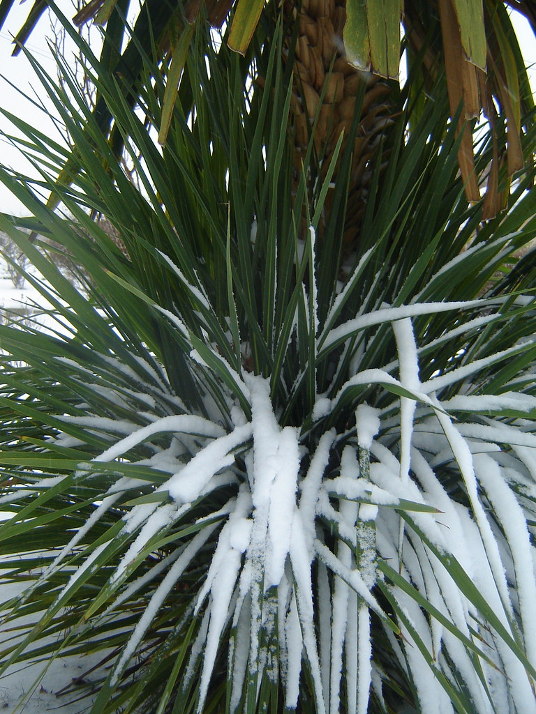 Frozen Palm Tree. Des Moines, WA December 21, 2008 Flickr