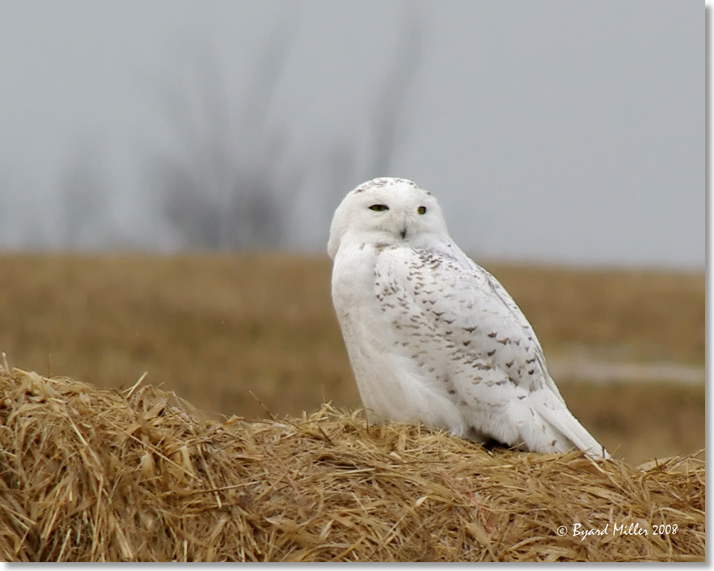 Snowy Owl Snowy Owl Fort Edward IBA NY Byard Miller Flickr