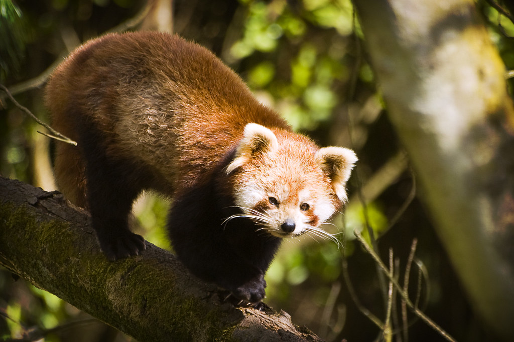 Red Panda at Belfast Zoo This was a surprisingly hard shot… Flickr