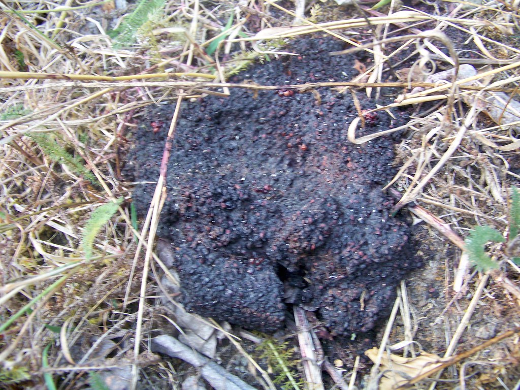 Does a bear poop in the woods? Uploaded with the Flock Bro… Flickr