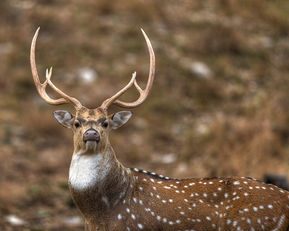 Axis buck Native to India, where it is known as the "chita… Flickr