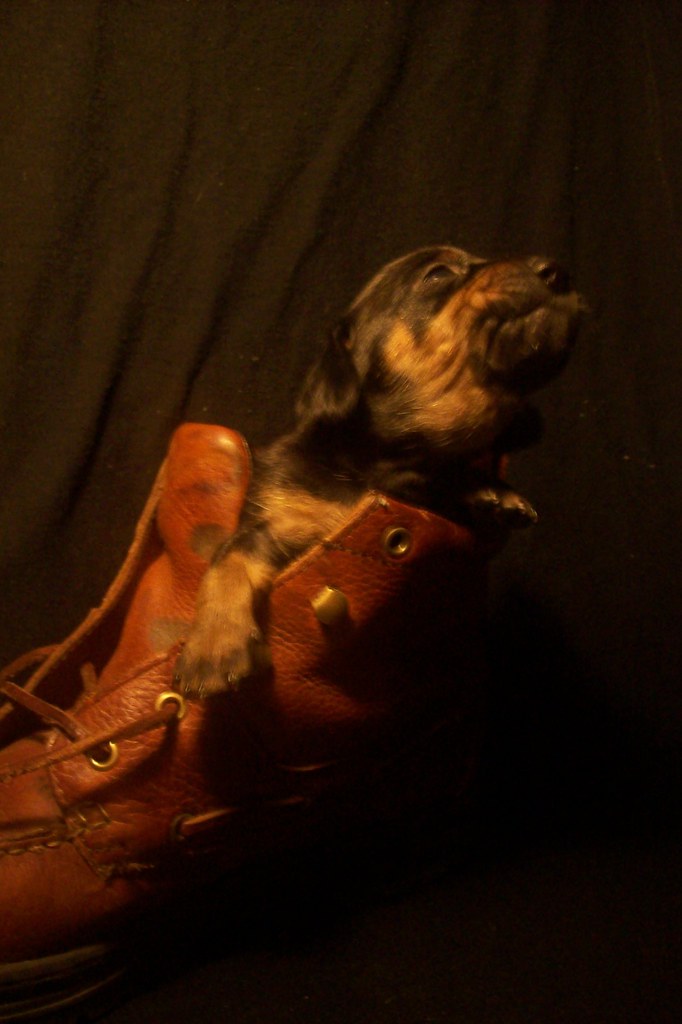 toy rat doxie puppy in a boot blueeyed_texasangel10 Flickr