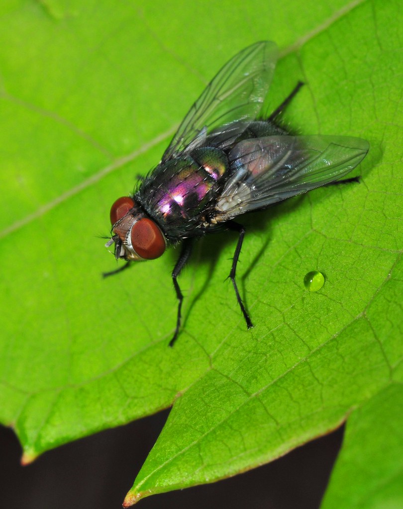 Do flies pass urine? Whether they do or not, this photogra… Flickr