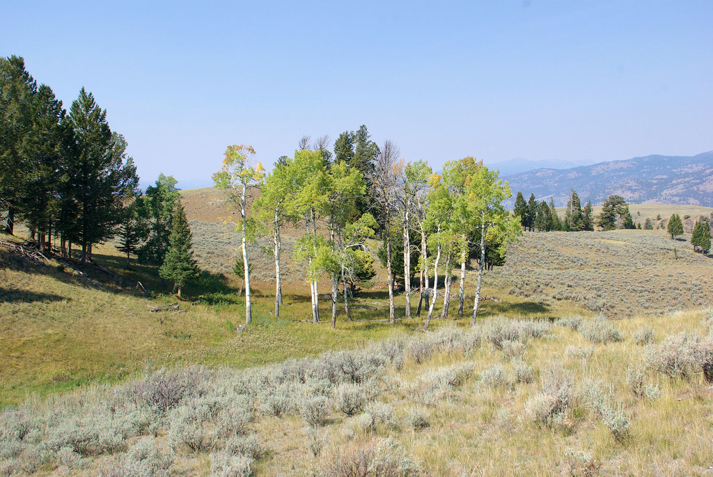 Blacktail Plateau Drive, Yellowstone National Park (a UNES… Flickr