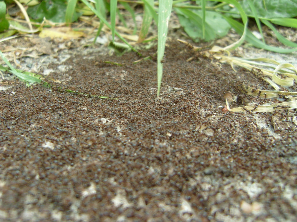 These are ants, not coffee grounds Thirteen Of Clubs Flickr