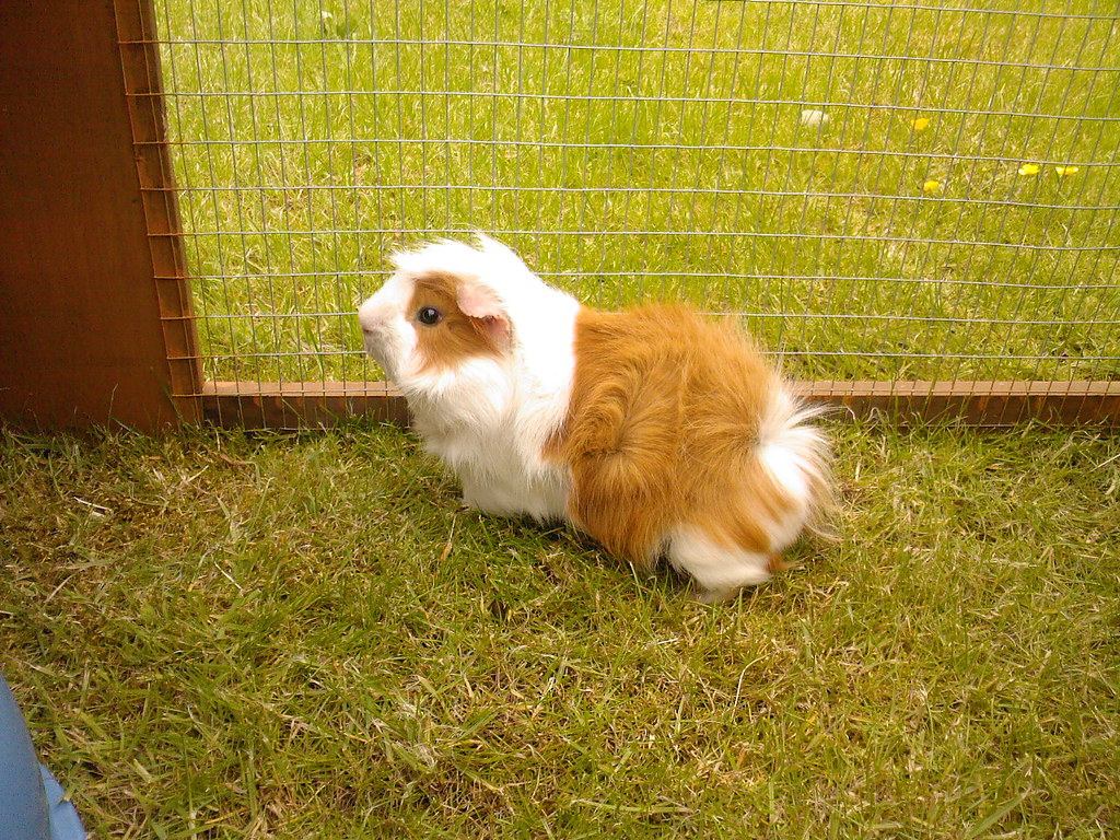 Guinea Pig Spike058 Poison x x x Flickr