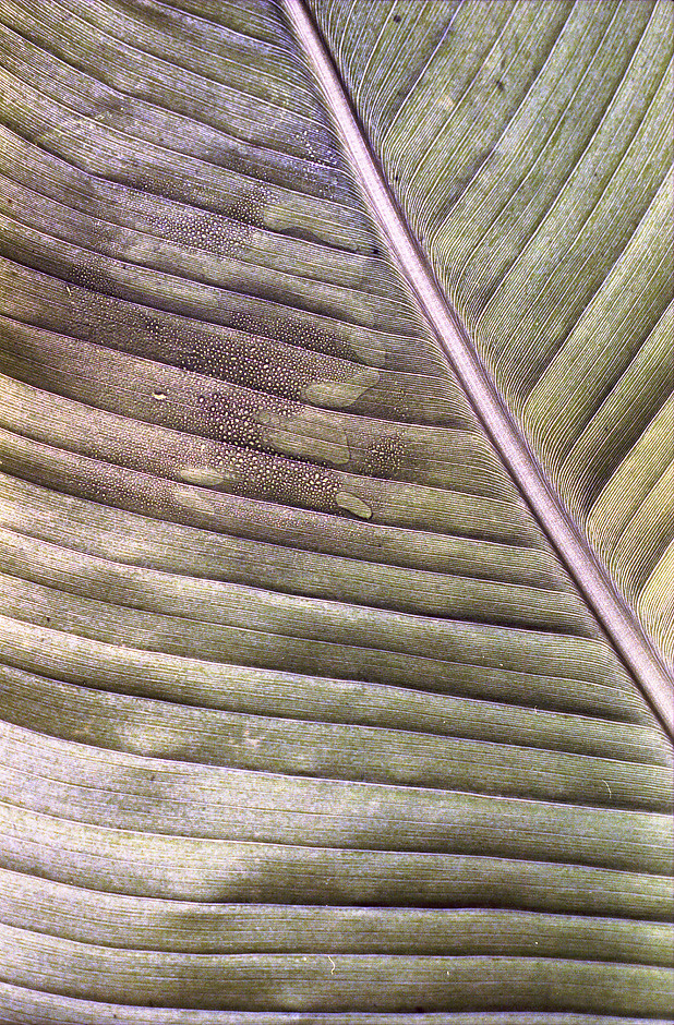 6 foot, 7 foot, 8 foot bunch Daylight come, and me wan' go… Flickr