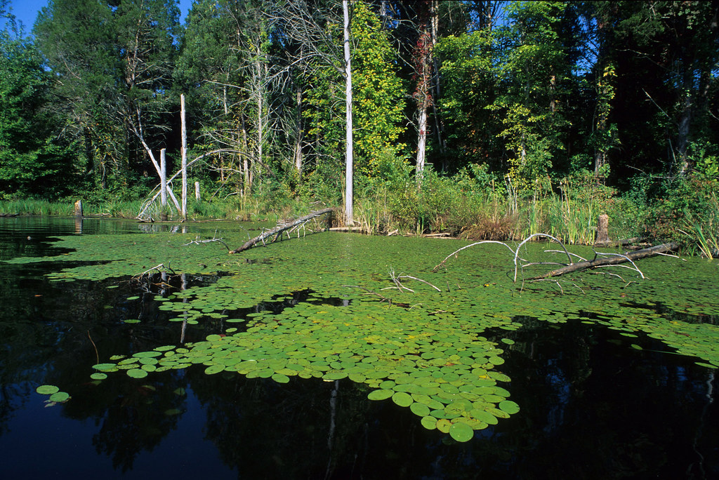 Briery Creek WMA Although Briery Creek means fishing to mo… Flickr
