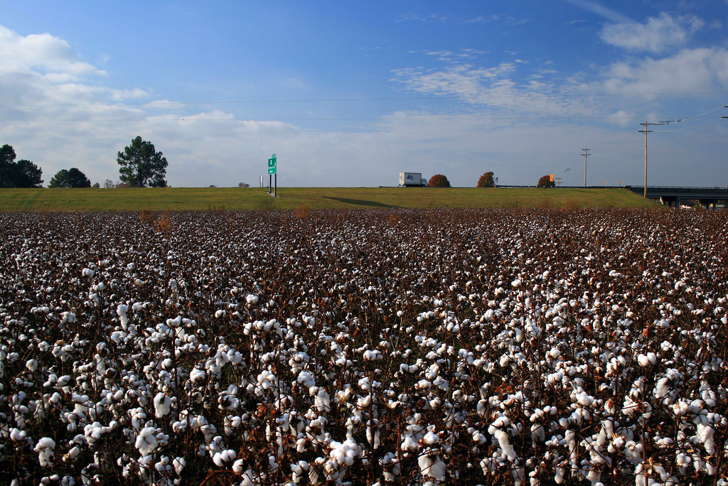 SC cotton fields on a travel break stop. This is at exit 1… Flickr