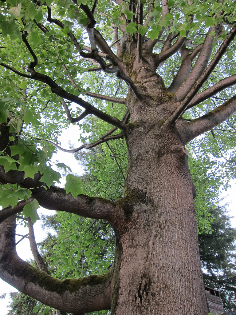A very tall tree Daniel Spils Flickr