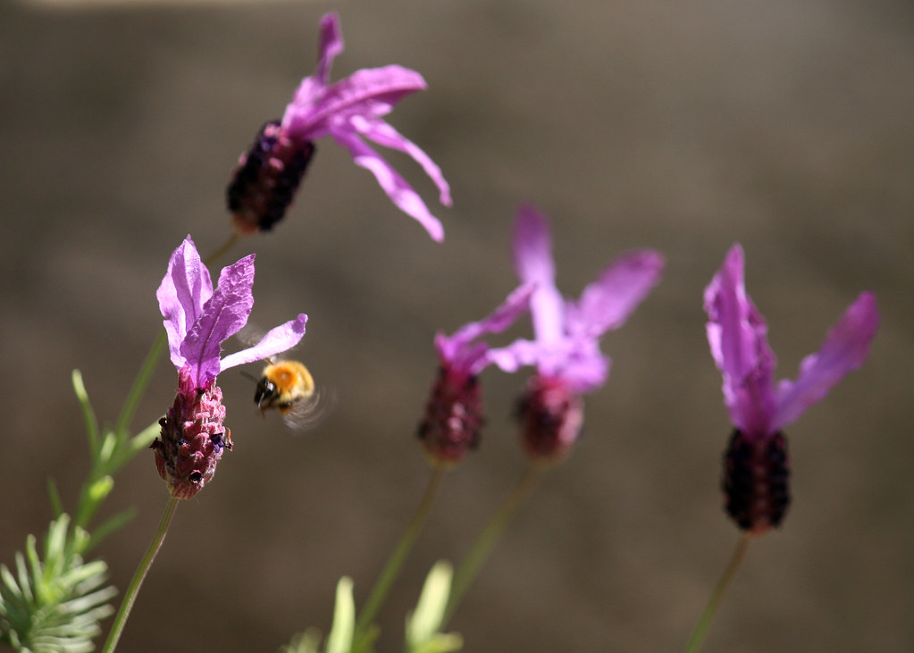 Lavender Attracting Bees Bee collecting pollen from lavend… Flickr