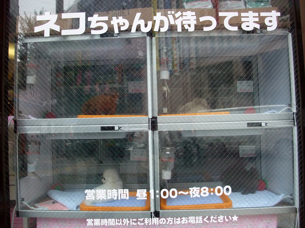 Tokyo 732008 Pet shop in Shinjuku. I always feel bad for… Flickr