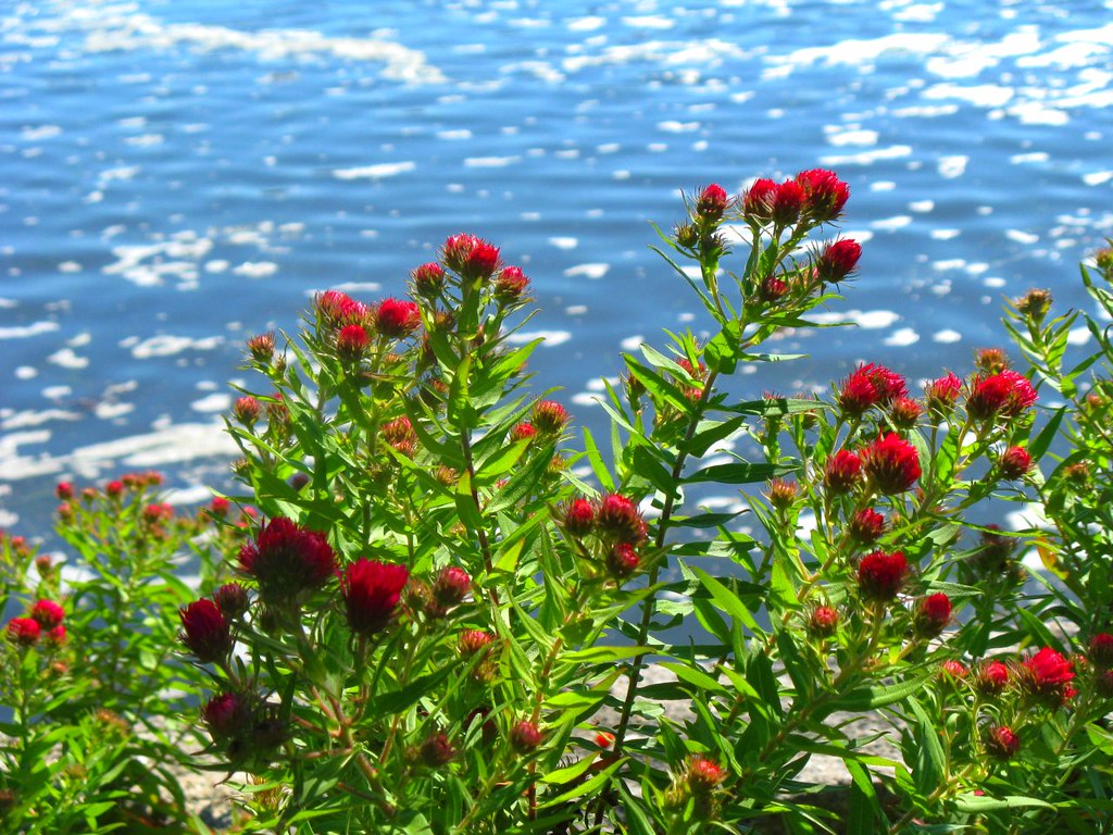 Flowers by the Sea The village of Deer Isle.. Matt Flickr