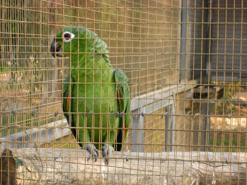Mealy Amazon Paphos (Pafos) Bird and Animal Park (Pafos