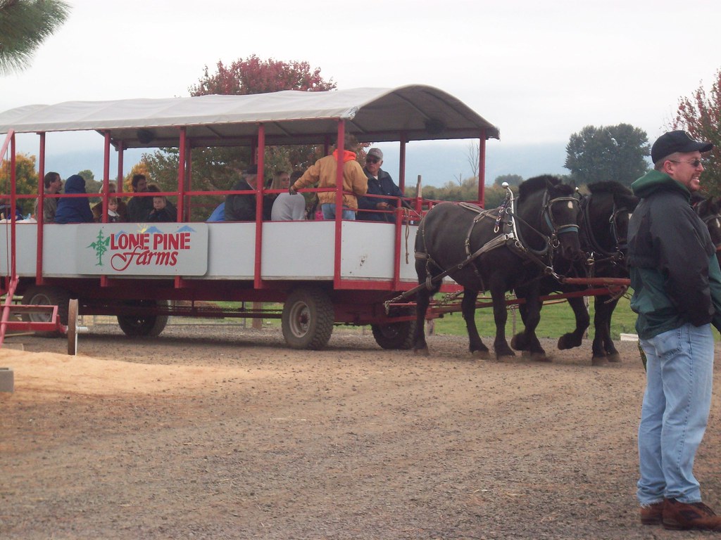 oregon draft horse oregon draft horse trbrown439 Flickr