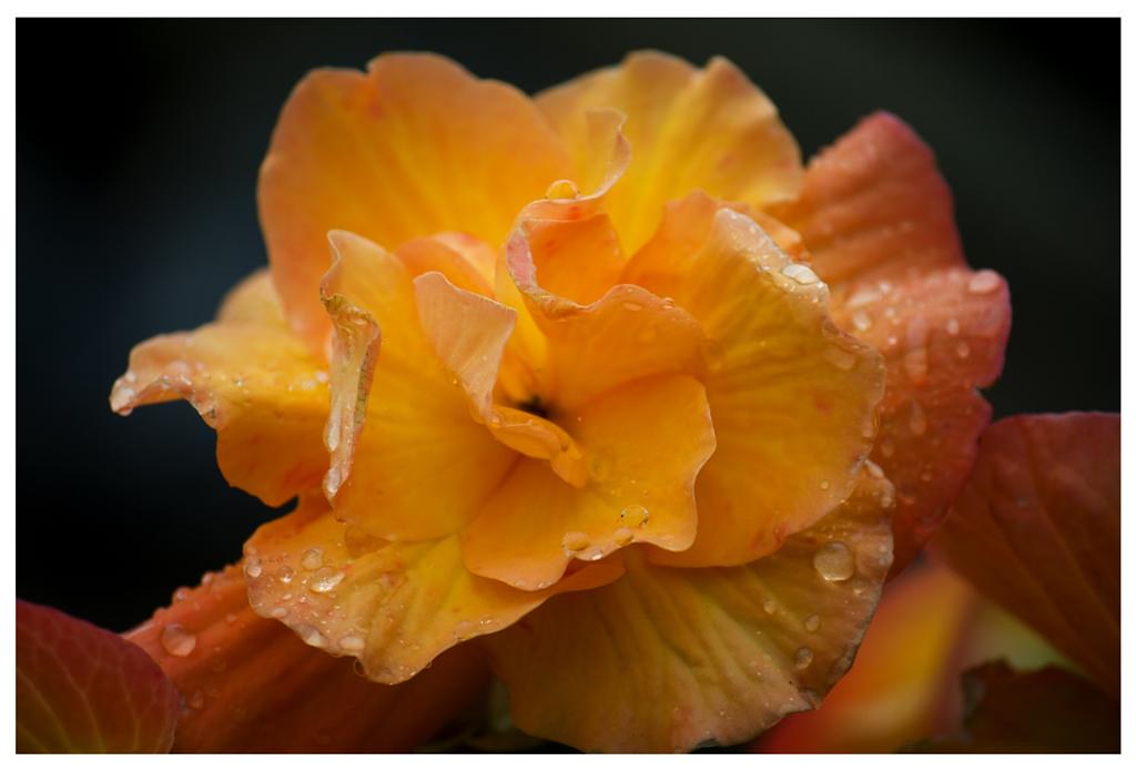 IMG_6083 Flowers in Kerry, Ireland. Flowers in Kerry, Irel… Flickr