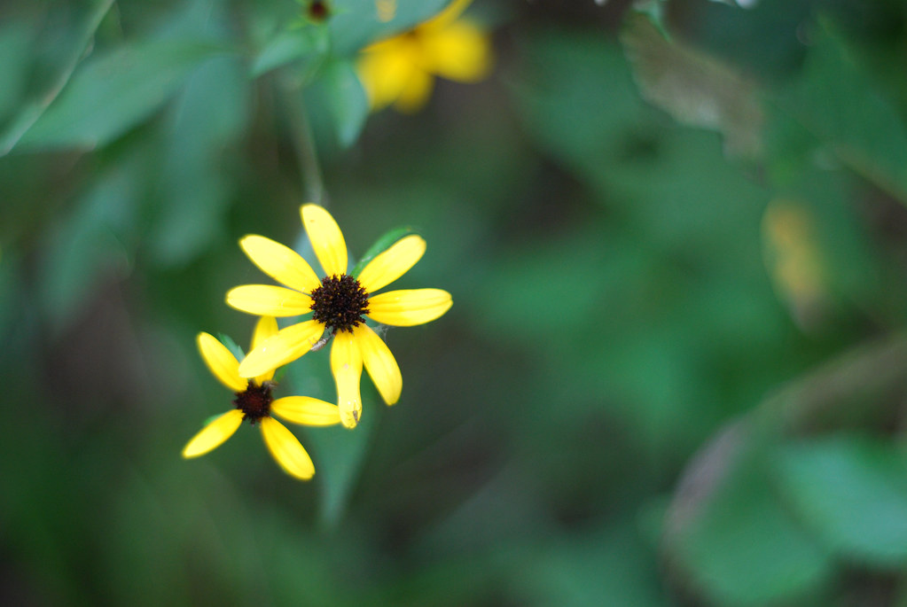 Bright Yellow Flowers in the Woods Rachel James Flickr
