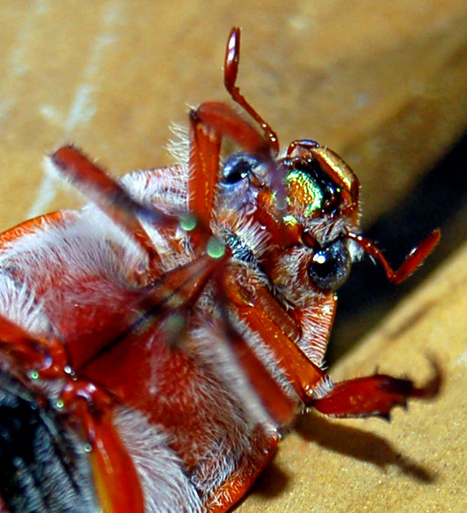 Christmas beetle_0627a Up close and personal. Australian C… Flickr