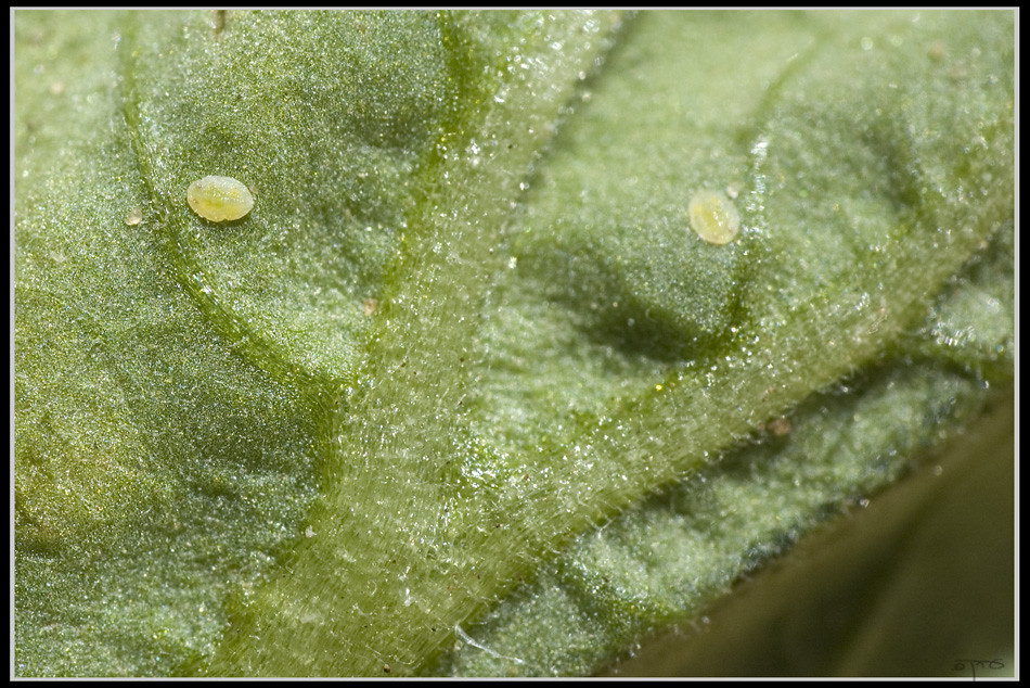 Whitefly larva זחל עש הטבק bemisia tabaci Kit + Reversed… Flickr