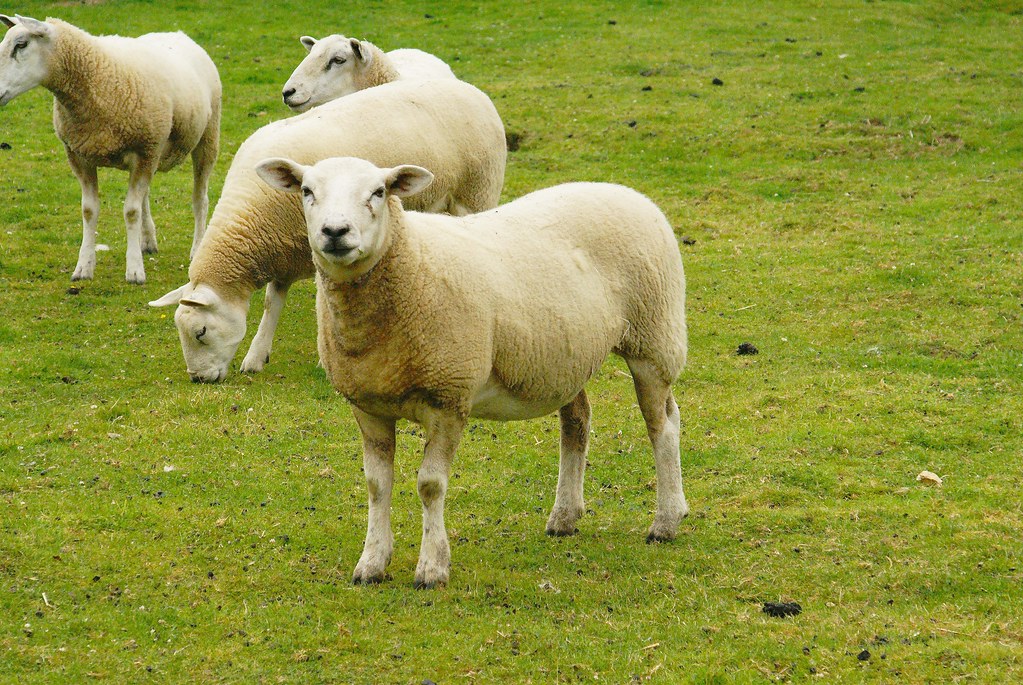 Sheep Sheep at Whipsnade Zoo Martin Pettitt Flickr
