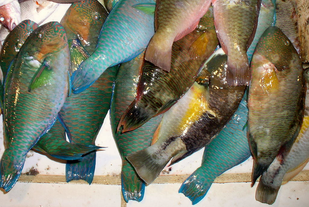 Moymoy parrot fish P1010078 Surigao City market, Minda… Flickr