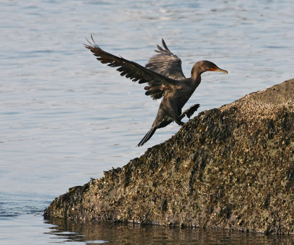 081101741aa cormorant, Cape Ann MA, November 2008 John Rivers Flickr
