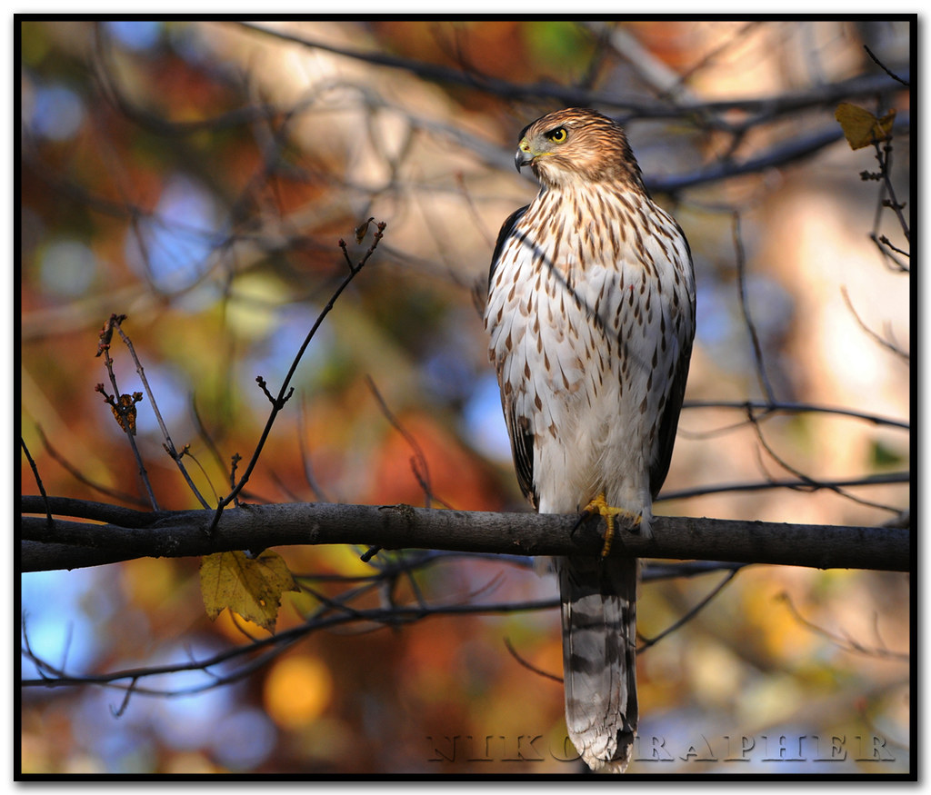 Autumn Cooper's A wild hawk from the US National Zoo. Poss… Flickr