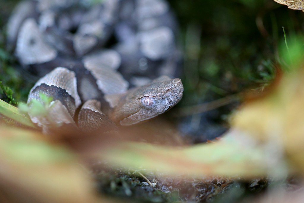 Baby Copperhead Macro Northern Copperhead Snake neonate … Flickr