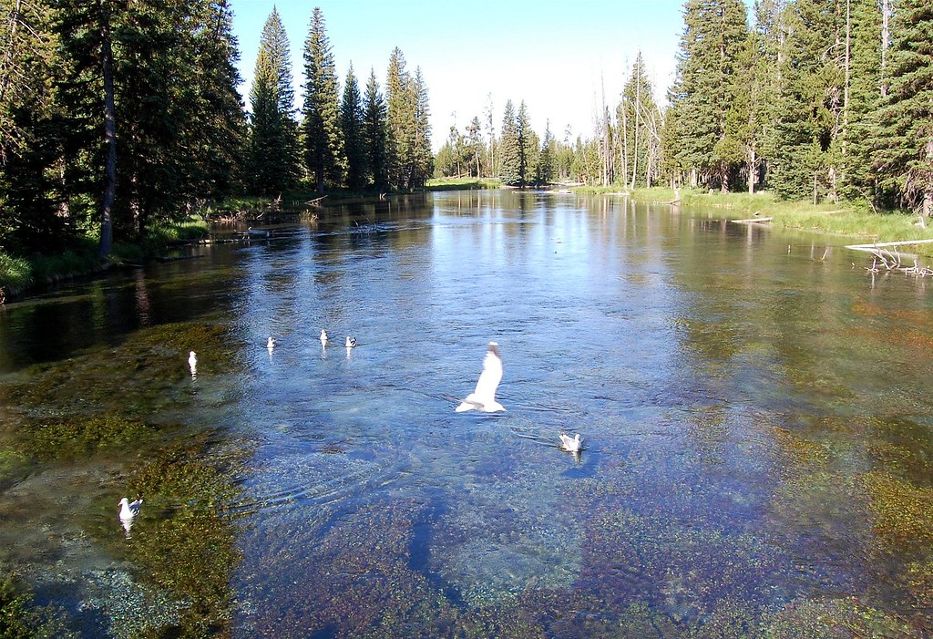 Big Springs, Island Park, Idaho (ID) a photo on Flickriver