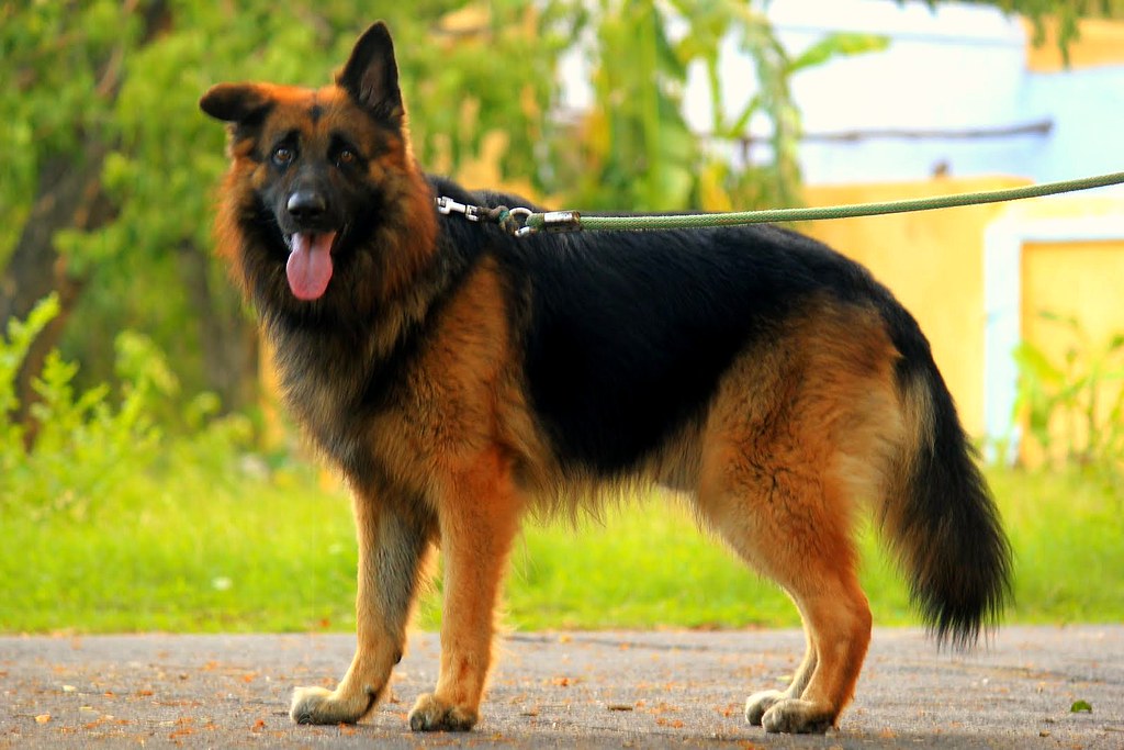Indian German Shepherd Dogs Pet's Gallery
