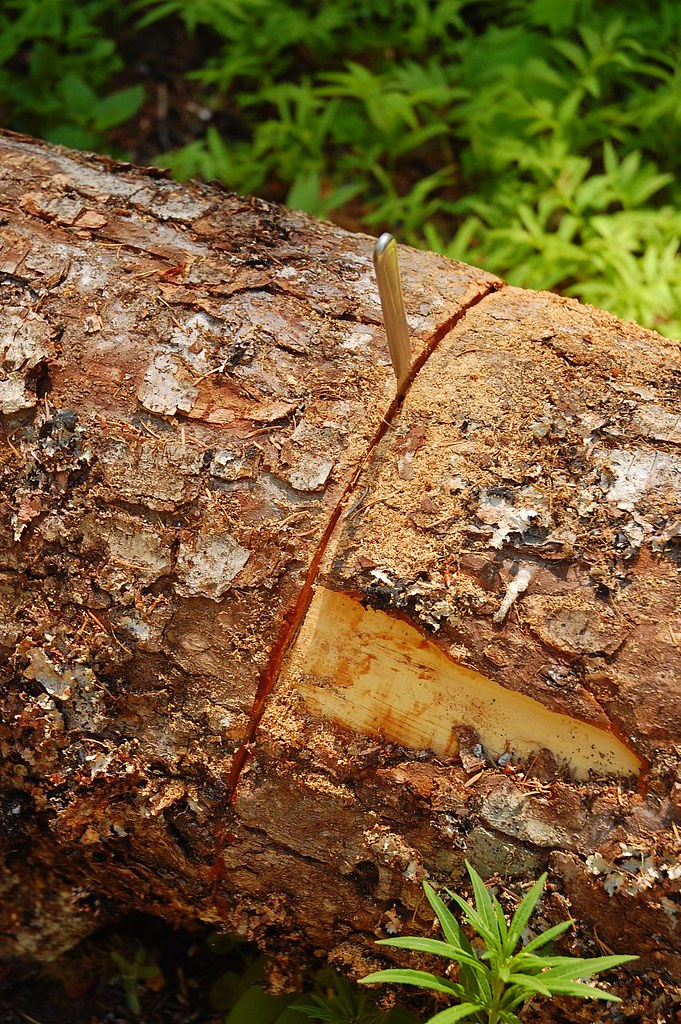 A bold attempt The tree across the road to the Chindere Mo… Flickr