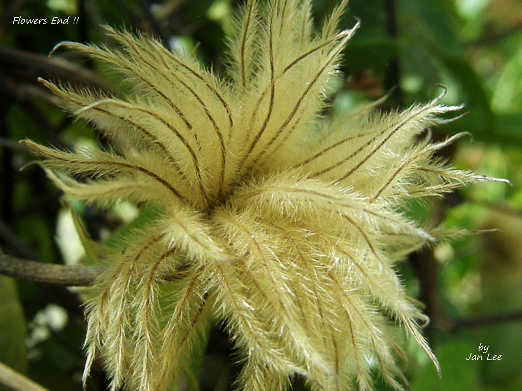 Flowers End !! The last stage of the Clematis flower,this … Flickr