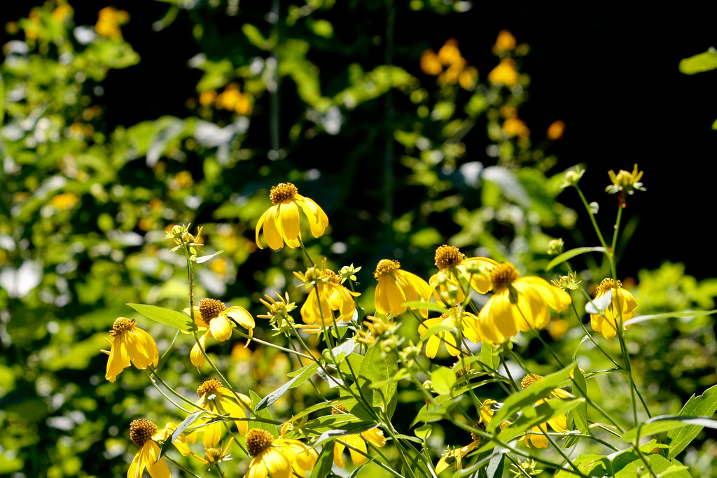 South Dakota Wildflower This picture was taken at Devils