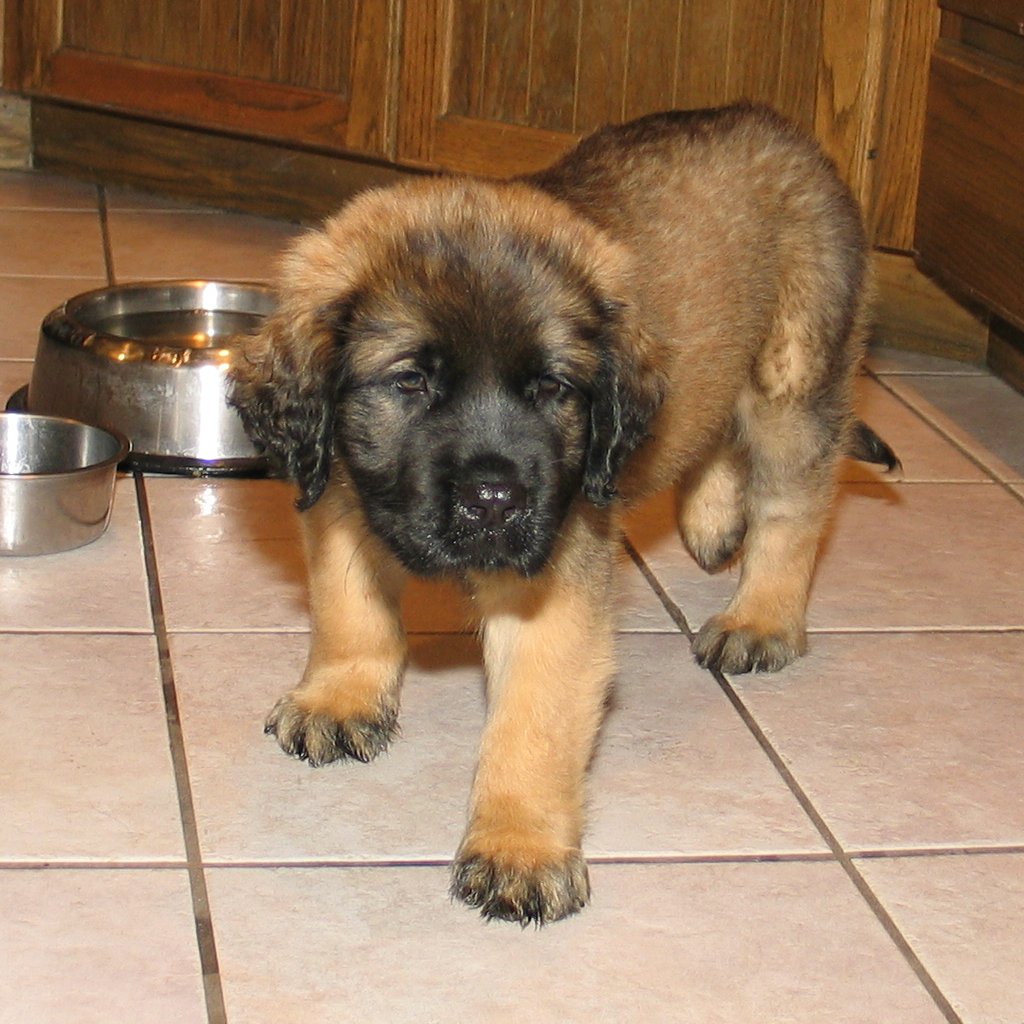 Ronnie as a puppy Ronnie is a fluffy English Mastiff Ed Hume Flickr