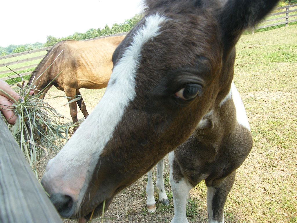 baby horse a baby horse eating hay jenna Flickr