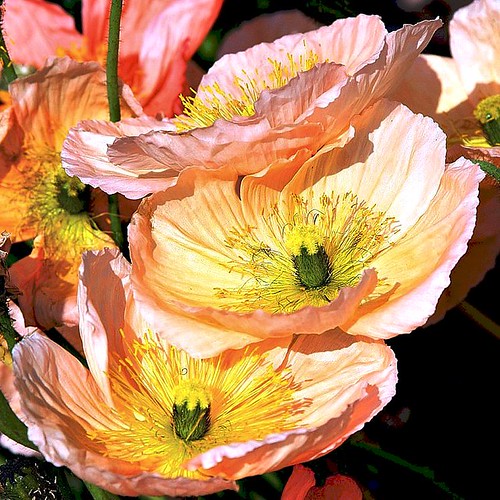 Oh Canada Poppies These beautiful poppies were growing at … Flickr