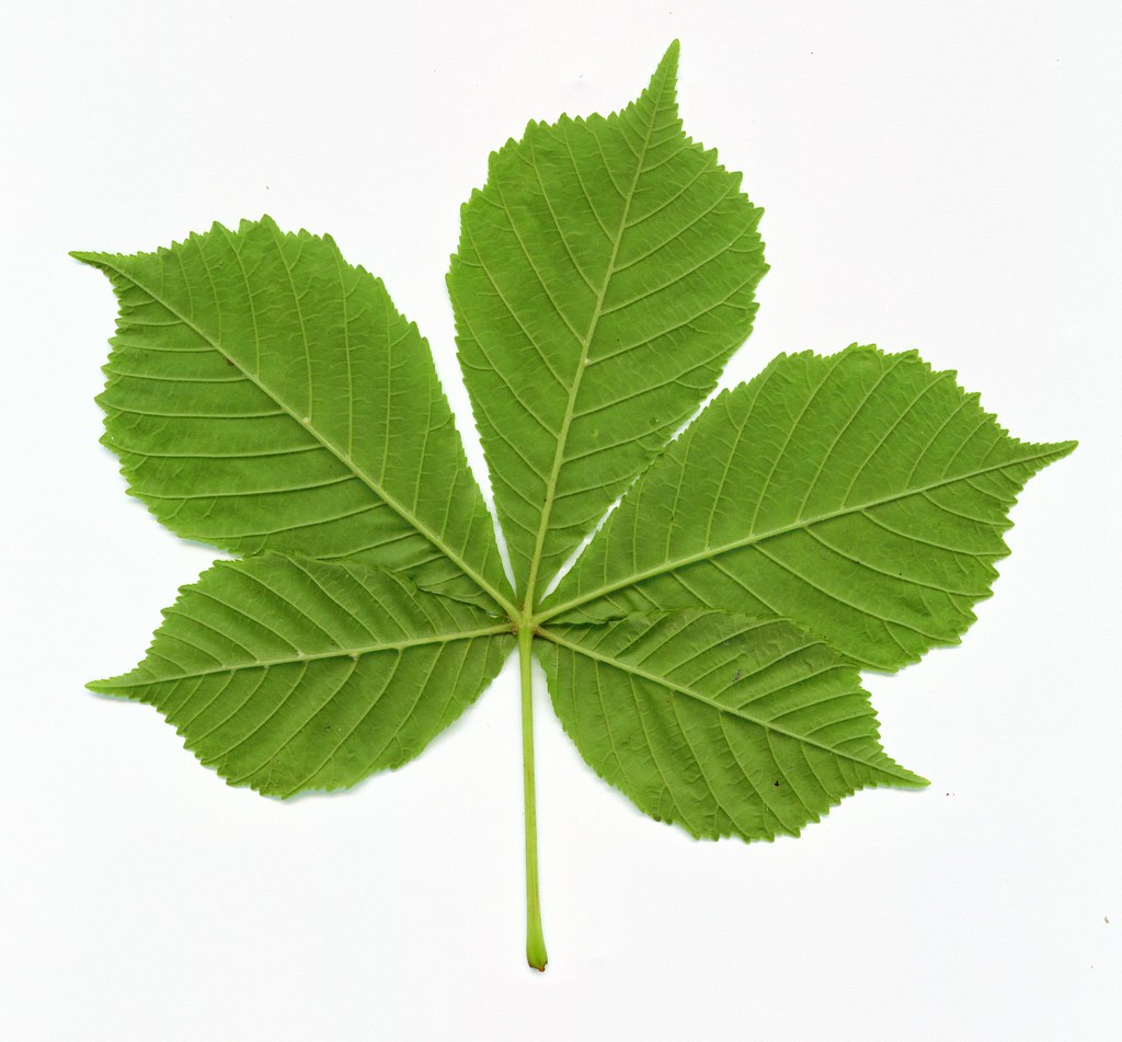 Horse Chestnut Leaf RPM Flickr
