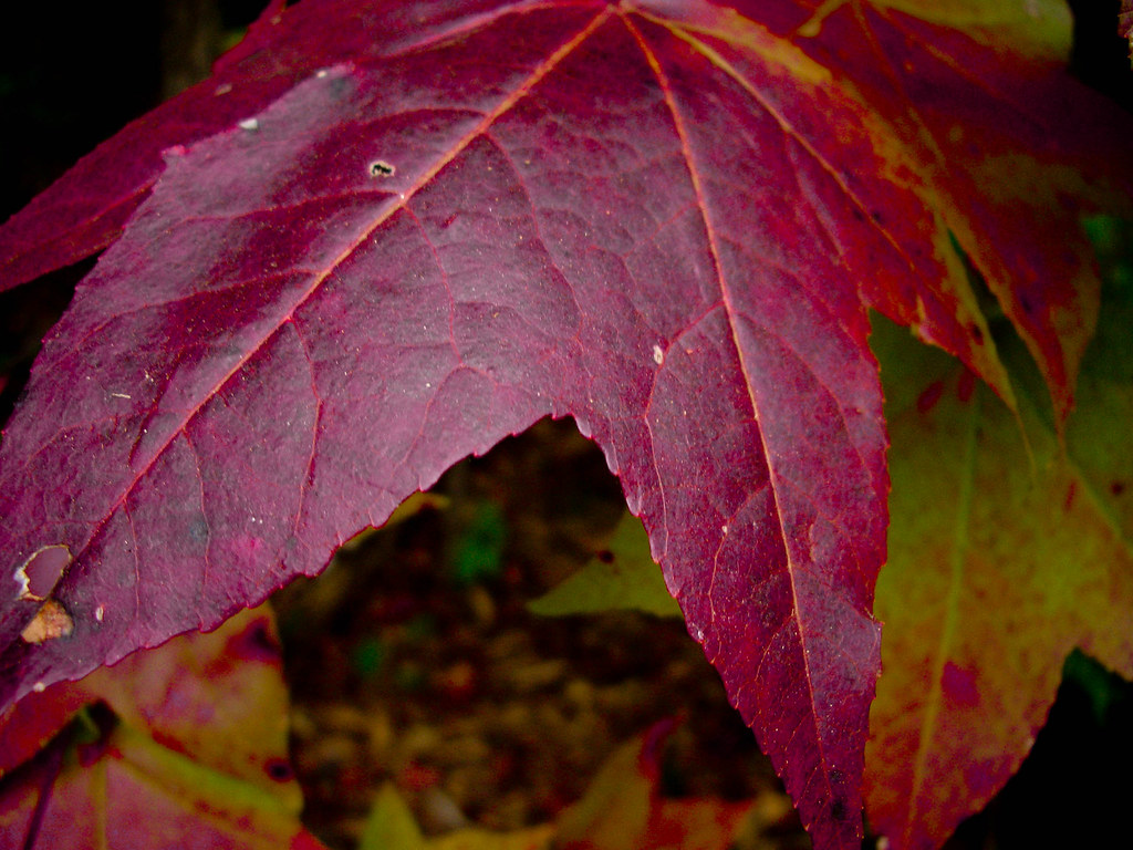 firstfallcolors View On Black fall colors on their way ! roots.one